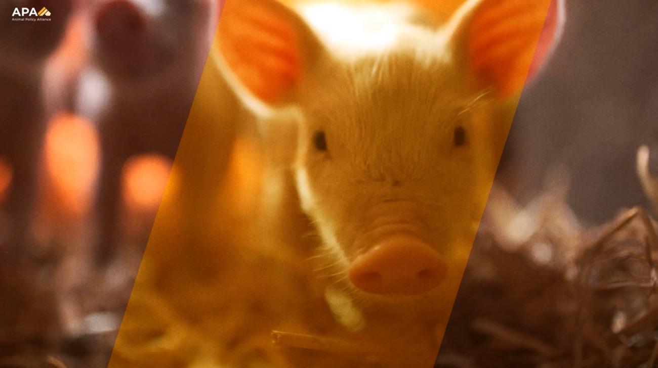 Animals with no legal representation given a nation-wide voice.