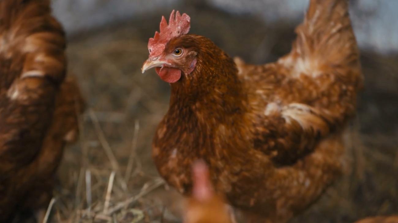 First domino falls in institutional cage-free movement.