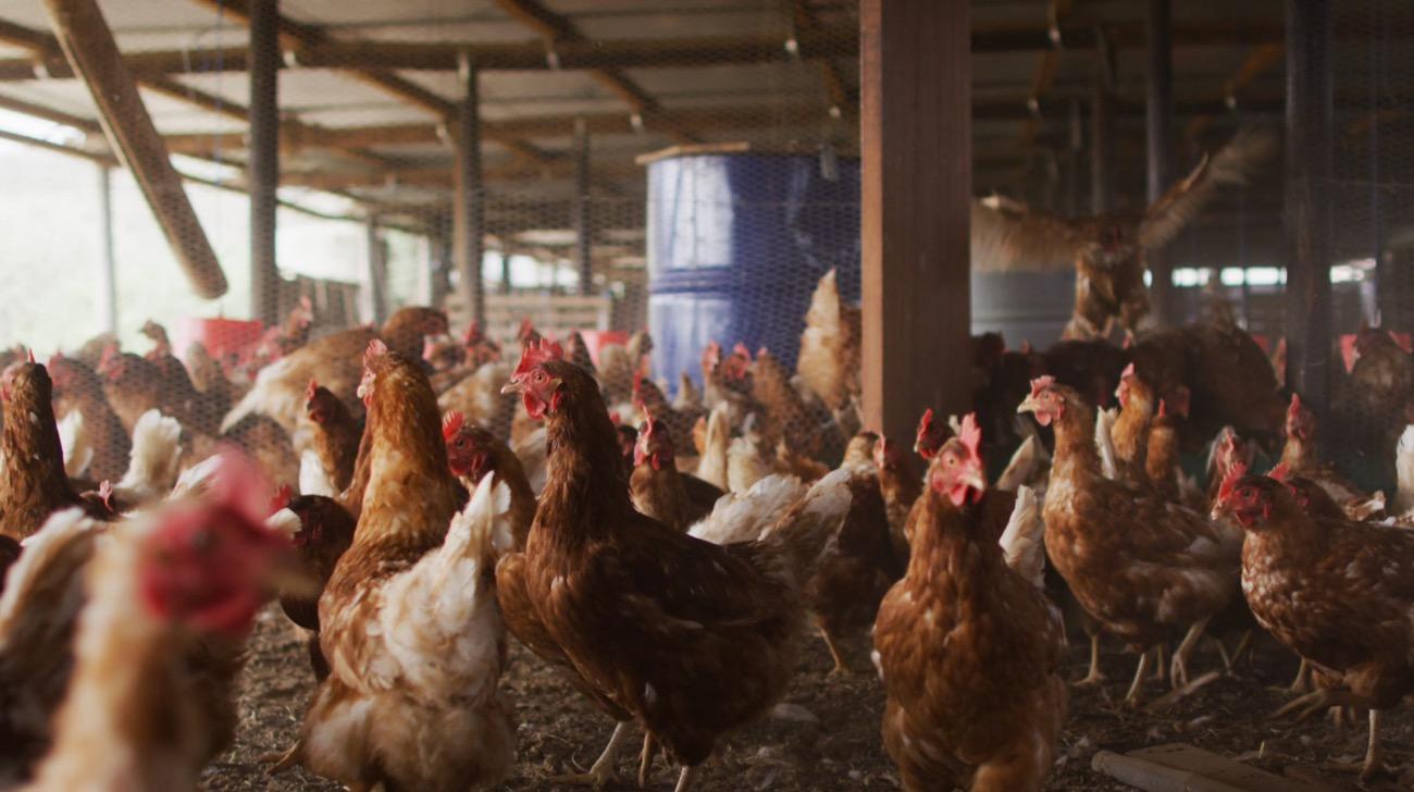 169 million hens freed—and a blueprint to transform animal agriculture.